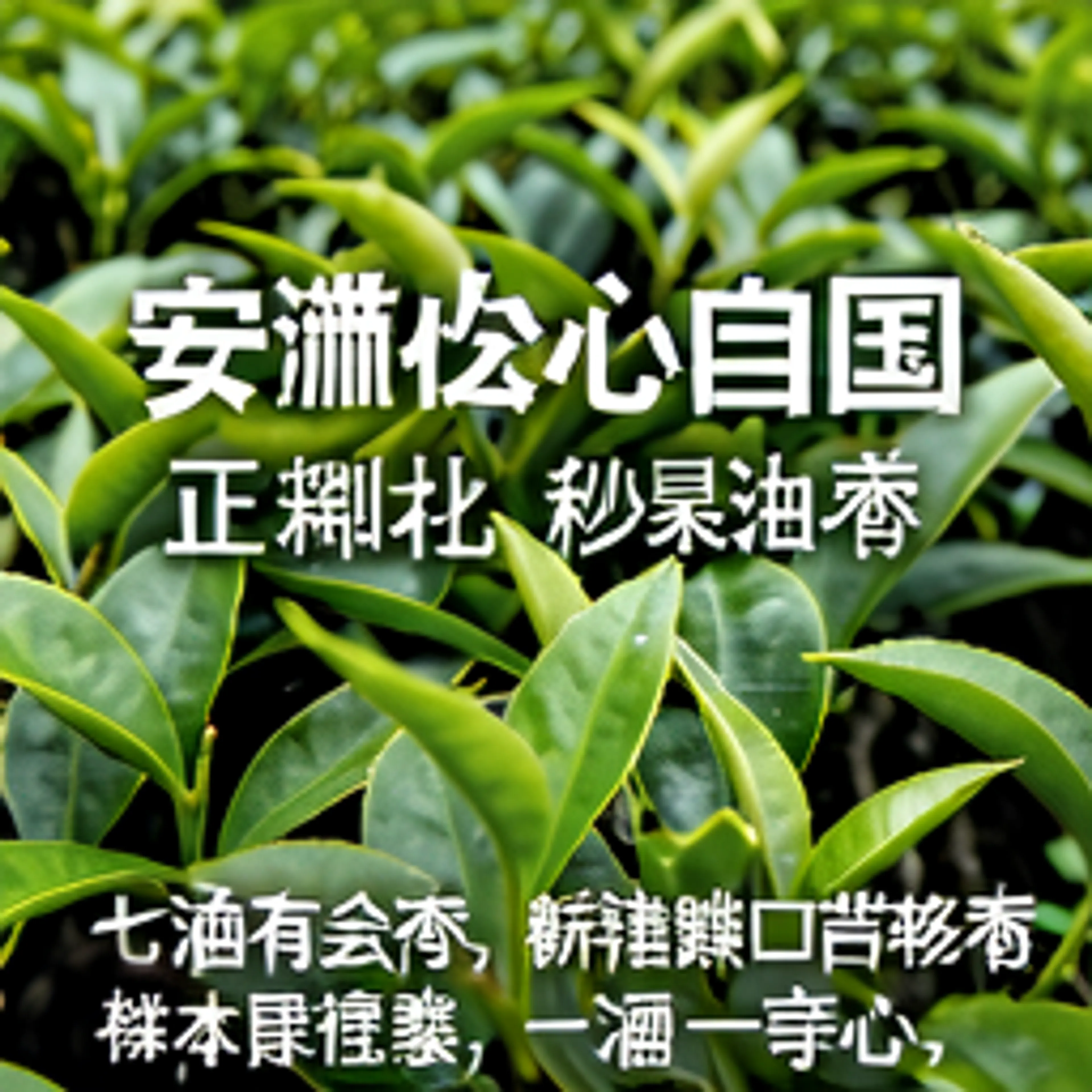 祁门红茶经典款